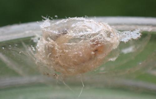 Réf. 303 647 : Priophorus compressicornis